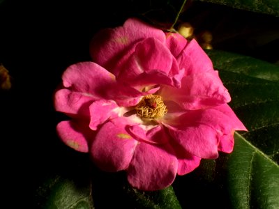 Flower Pink Rose Family Flowering Plant photo