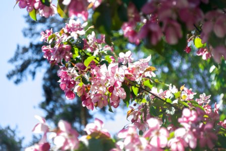 Blossom Pink Flower Branch photo