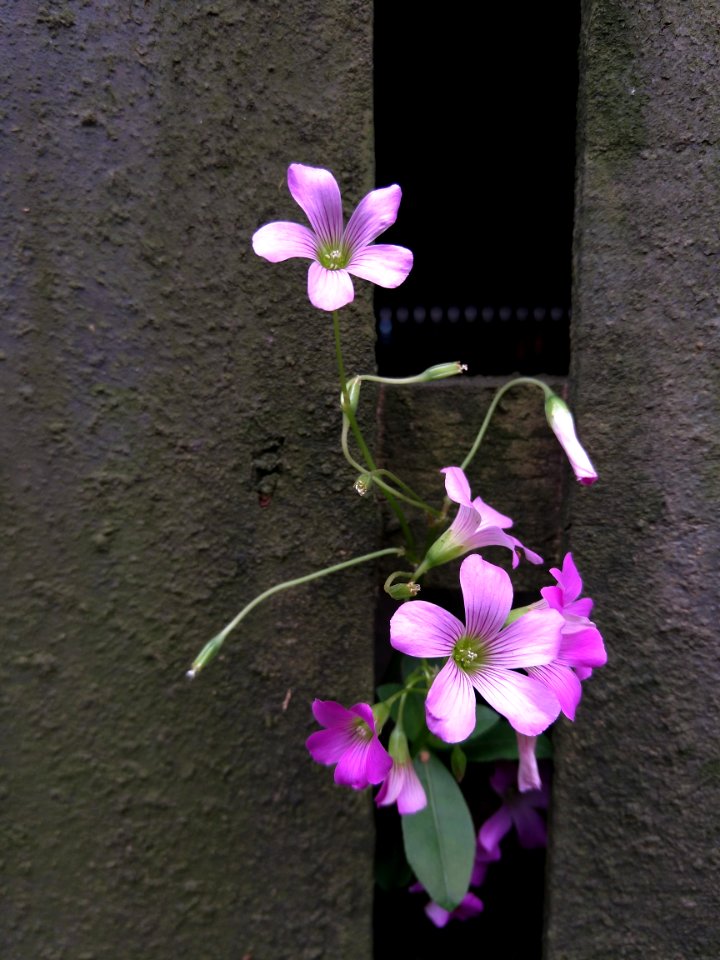 Flower Flora Plant Purple