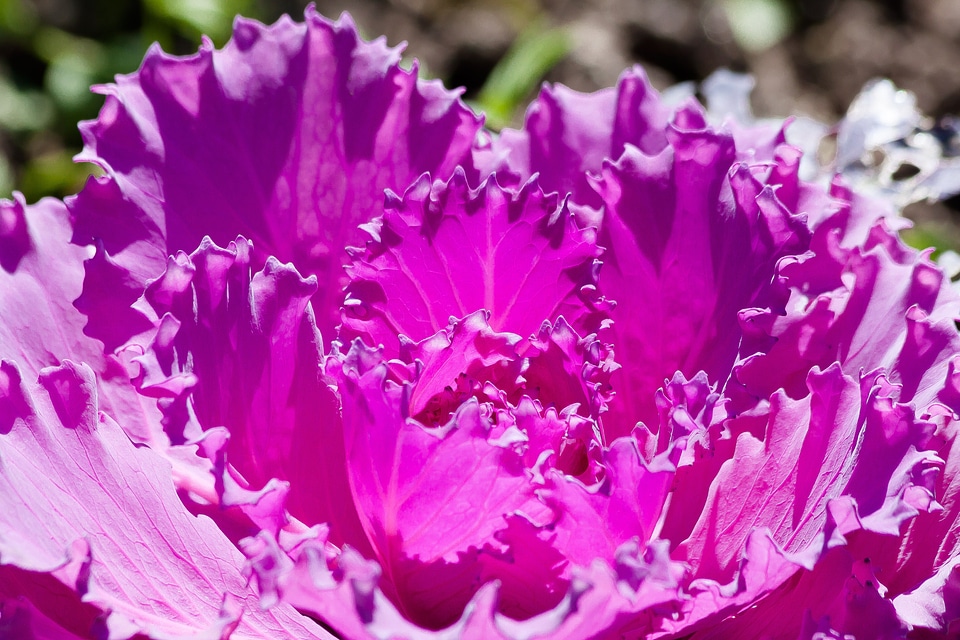 Kraus leaves violet