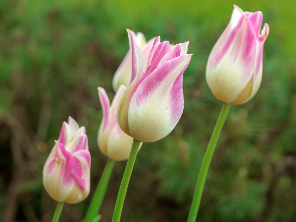 Flower Plant Tulip Wildflower