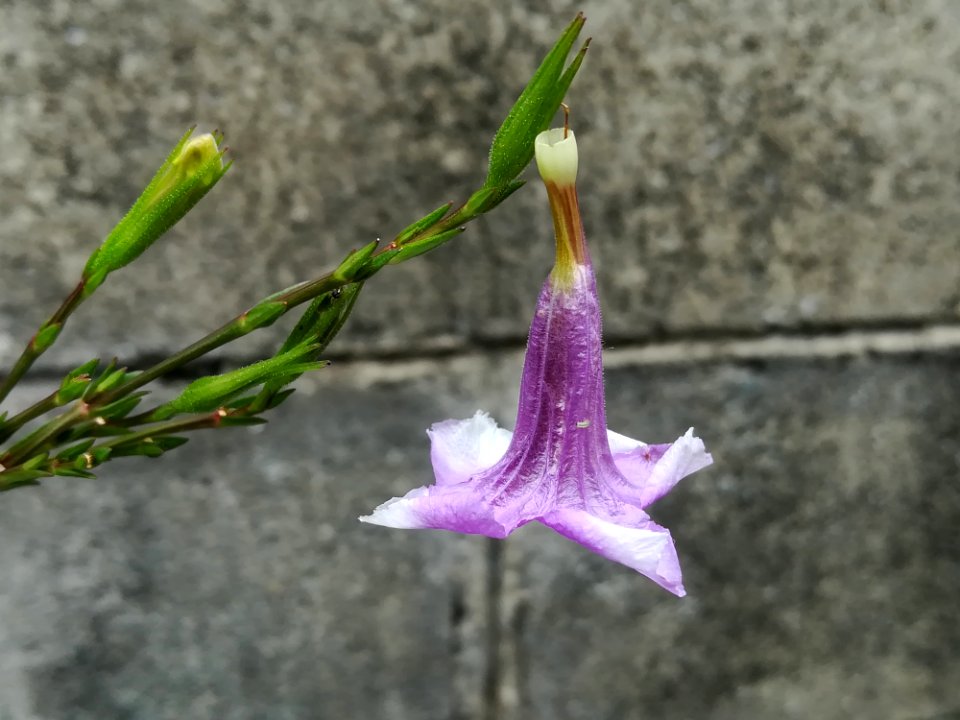 Plant Flower Flora Flowering Plant