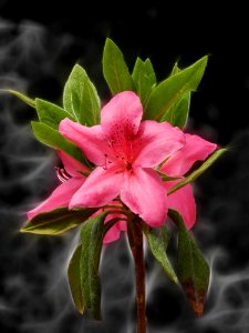 Flower Plant Flora Shrub