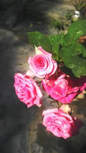 Flower Rose Pink Rose Family photo