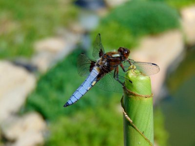 Insect Dragonfly Dragonflies And Damseflies Invertebrate photo