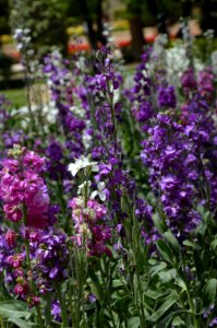 Plant Flower Common Sage Lavender