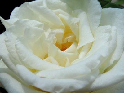 Flower Rose White Rose Family