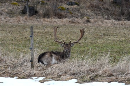 Wildlife Deer Mammal Fauna photo