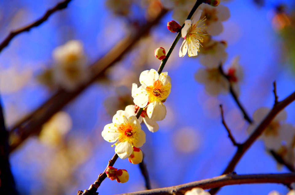 Blossom Branch Spring Twig photo