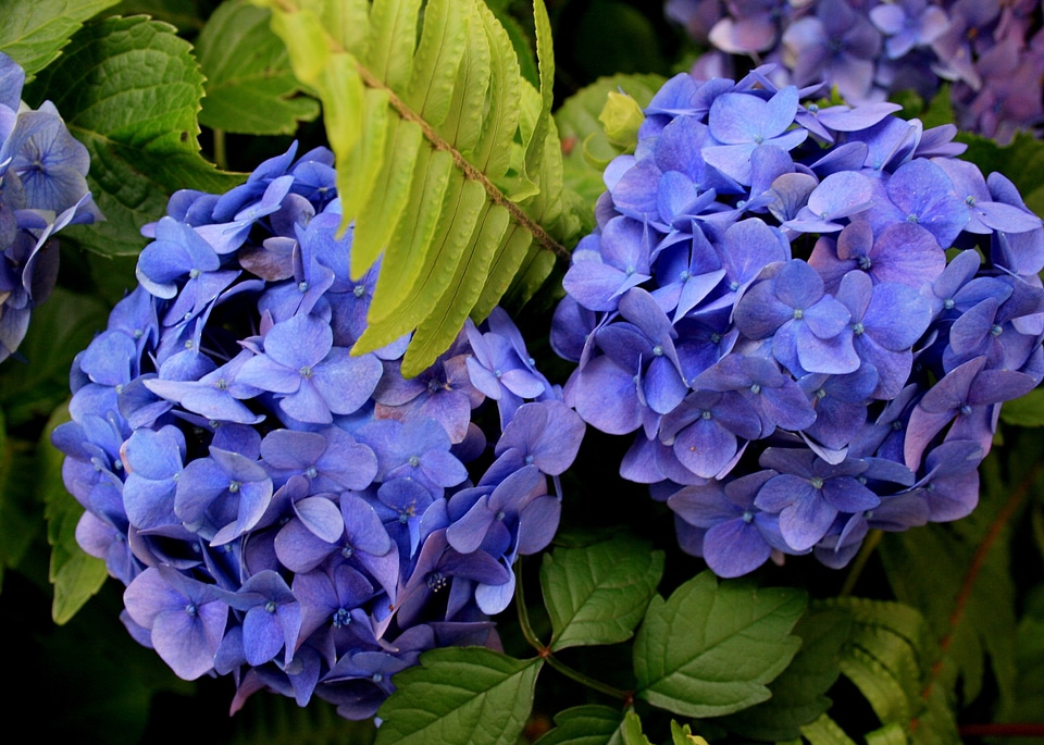 Tinge of purple delicate petals head