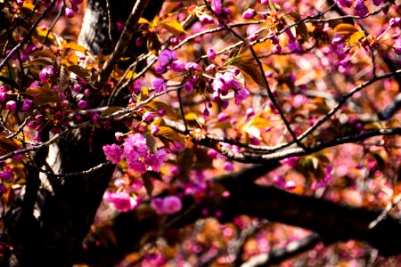 Blossom Branch Plant Tree photo