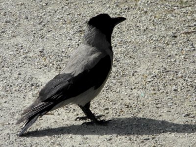 Bird Fauna Crow Crow Like Bird photo