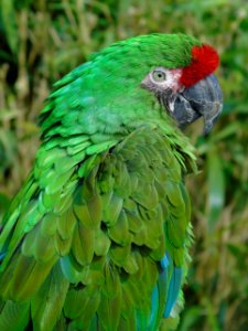 Bird Beak Parrot Macaw