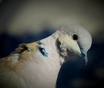 Bird Beak Fauna Stock Dove photo