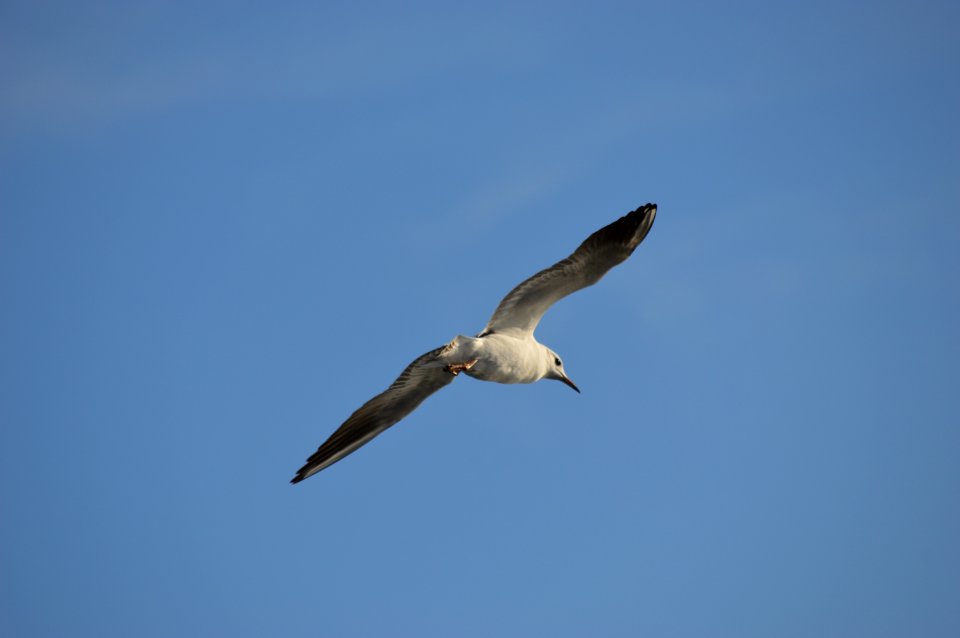 Bird Sky Beak Seabird