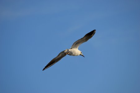 Bird Sky Beak Seabird