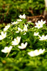 Plant Flower Flora Grass photo