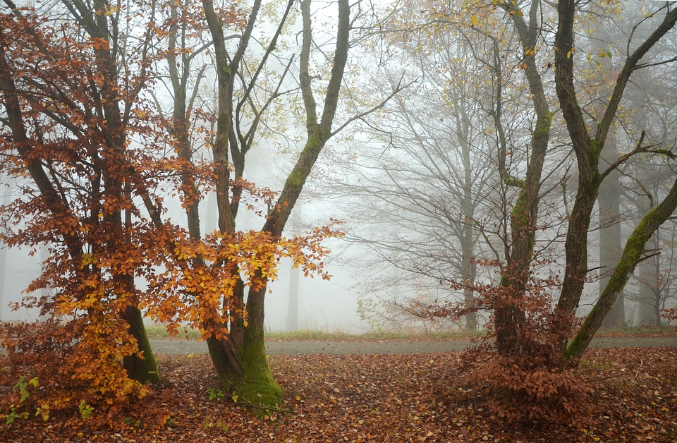 Fall foliage forest nature