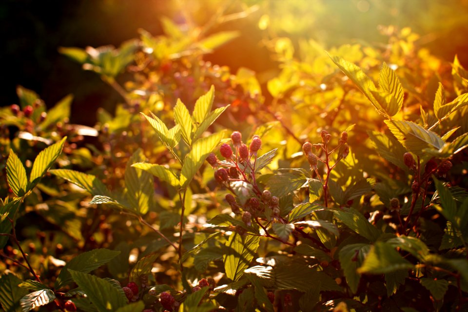 Selective Focus Photo Of Shrub With Red Flower Buds
