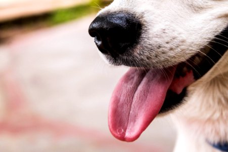 Closeup Photo Of Dog Showing Tongue photo