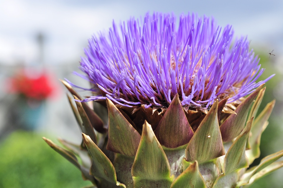 Flower vegetables purple