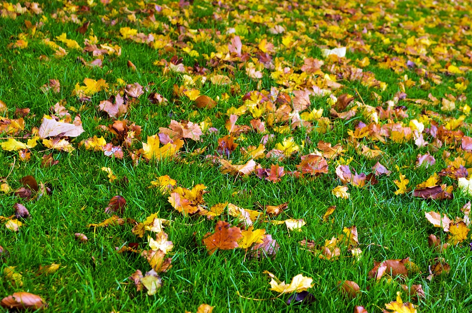 Color grass background