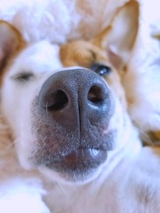 Close-Up Photography Of A Dogs Snout photo