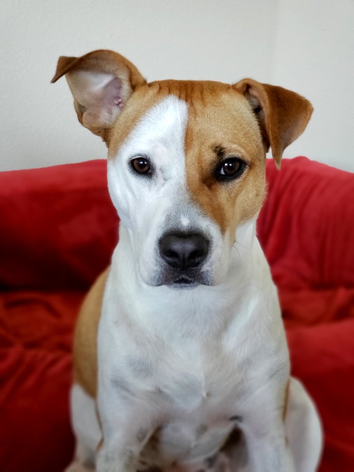 American Pit Bull Terrier