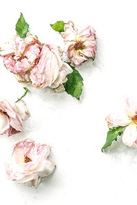 Dried Pink Flowers On White Surface