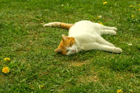 White And Orange Tabby Cat Lying On Grass photo