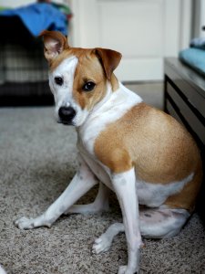 Close-Up Photography Of A Sitting Dog photo