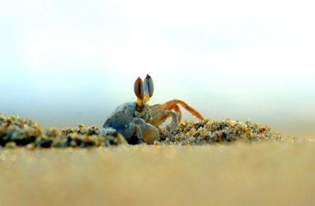 Crab In Close-up Photography