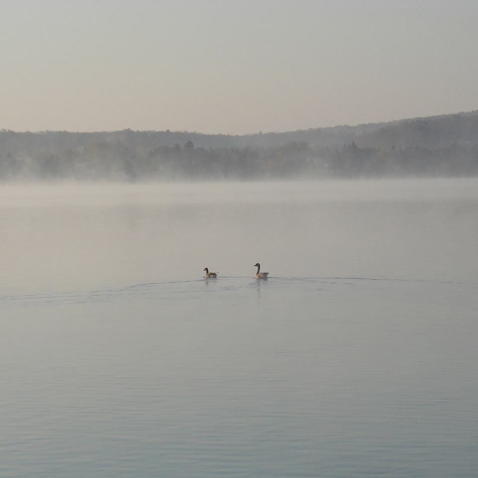 Foggy ducks swimming