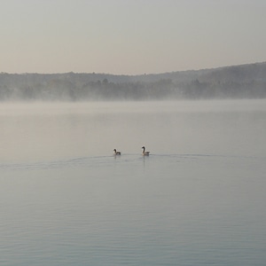 Foggy ducks swimming