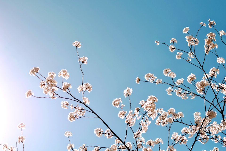 Selective Focus Photo Of Cherry Blossom