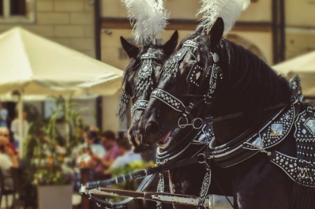 Two Black Horses Wearing Accessories photo
