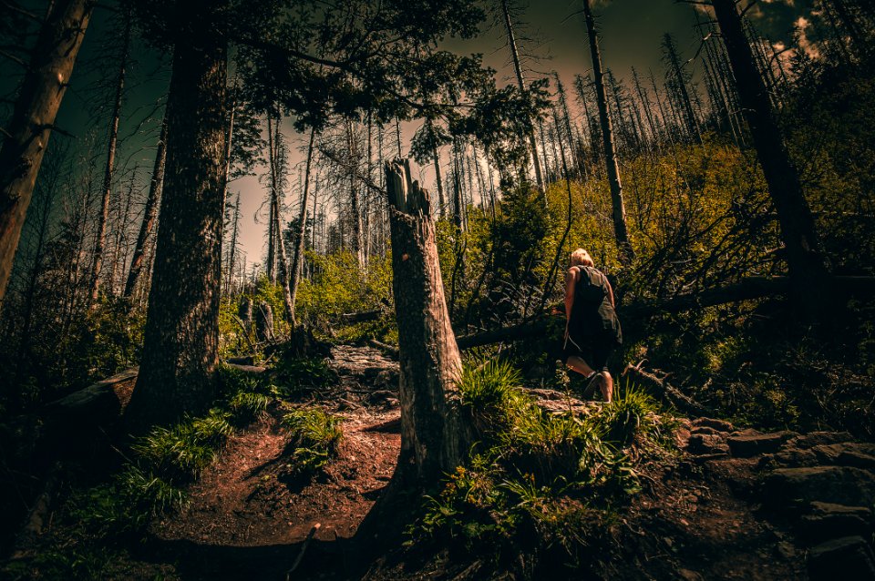 Person In Black Top Walking Through Forest