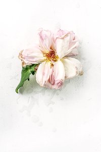 Pink Dried Flower photo