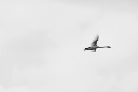 White Bird