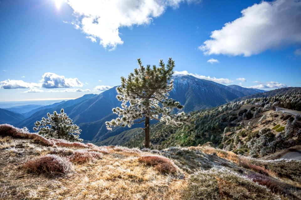 Green Leaf Tree On Mountain