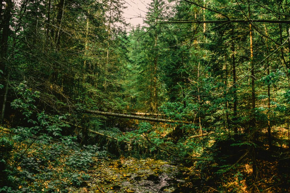 Forest Full Of Green Leaf Trees