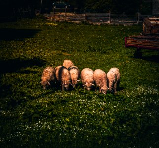 Herd Of Sheep On Green Grass photo