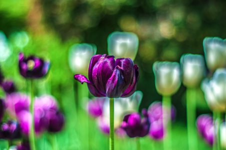 Purple Flowers