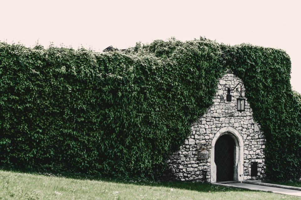 Photo Of Brick Wall Tunnel Beside Bush