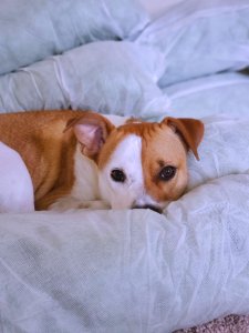 Photo Of Large Short-coated Tan And White Dog Lying On White Surface photo