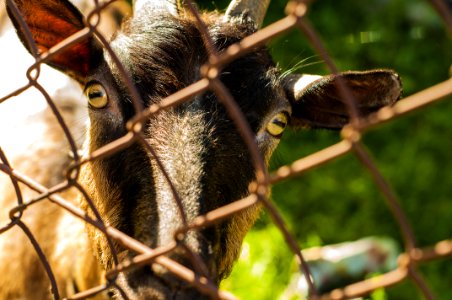 Close-up Photo Of Brown Goat Beside Grey Cyclone Wire photo
