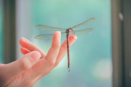 Close-Up Photography Of Dragonfly Perched On A Finger