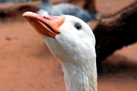 Photo Of White Goose photo