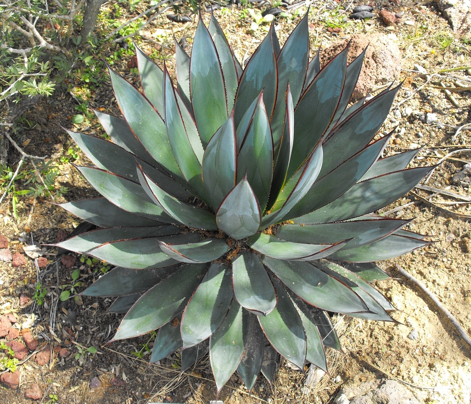 Rosette succulent plant