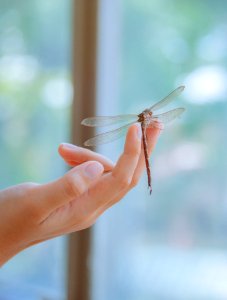 Dragonfly Perched On Human Finger In Closeup Photography photo